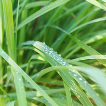 Cargar imagen en el visor de la galería, Aceite esencial Lemongrass
