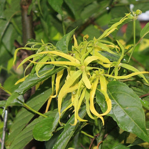 Aceite esencial Ylang Ylang